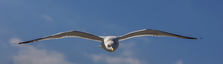 Panoramic view of a seagull with outstretched wings/