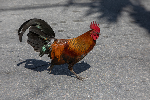 One of several roosters parading around the streets and yards of Key West, FL