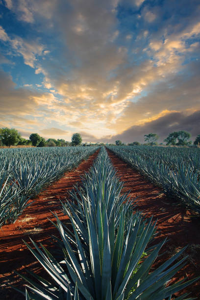 Tequila Landscape Agave tequila landscape to Guadalajara, Jalisco, Mexico. agave tequila stock pictures, royalty-free photos & images