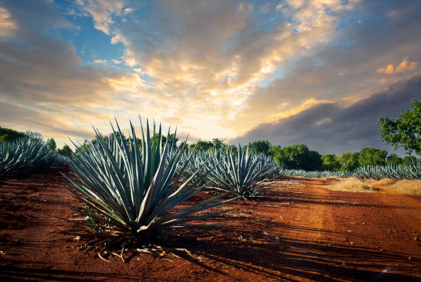 Tequila Landscape Agave tequila landscape to Guadalajara, Jalisco, Mexico. agave tequila stock pictures, royalty-free photos & images