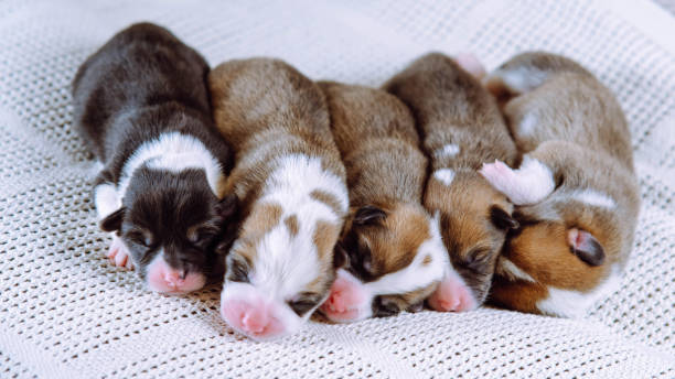 istock Cute five multicolored blind snoozing welsh corgi puppies dogs sleeping together on white soft blanket in row. Newborns 1473793326