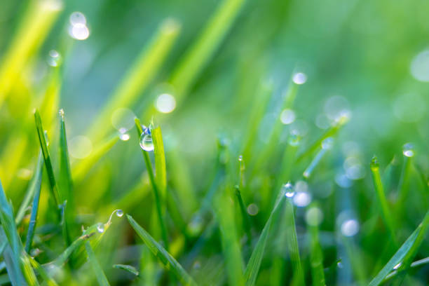 istock early morning grass dew on back yard lawn 1473795102
