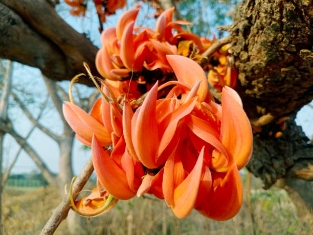 830+ Palash Flower Stock Photos, Pictures & Royalty-Free Images - iStock