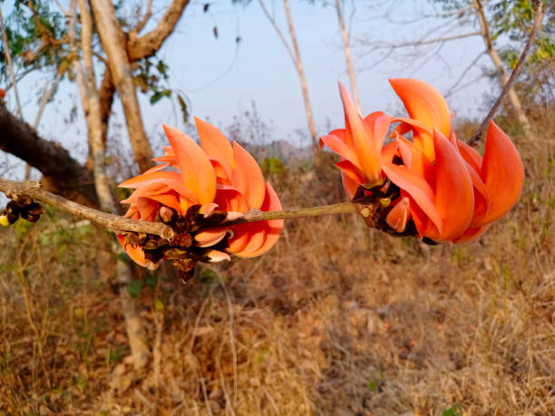 830+ Palash Flower Stock Photos, Pictures & Royalty-Free Images - iStock