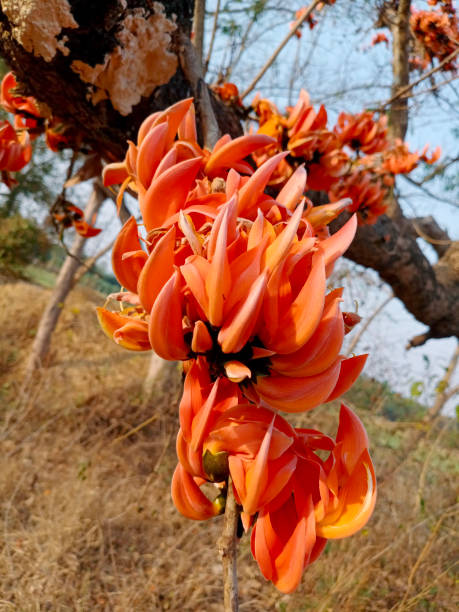 830+ Palash Flower Stock Photos, Pictures & Royalty-Free Images - iStock