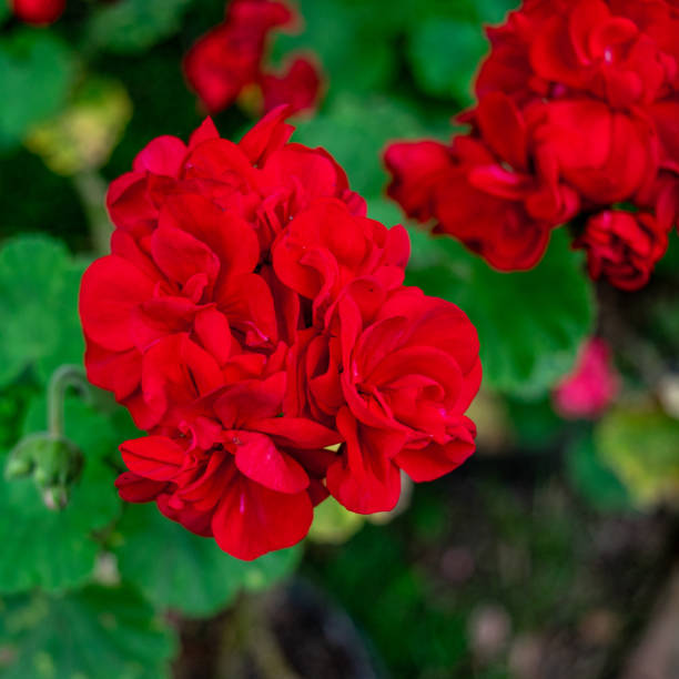 istock Red flowers fully blossomed 1473797523