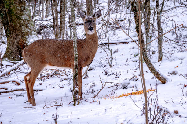 istock white tail deer doe in the snow covered forest 1473798139