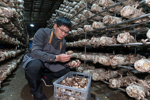 An Asian male farmer was carrying mushrooms in the mushroom house