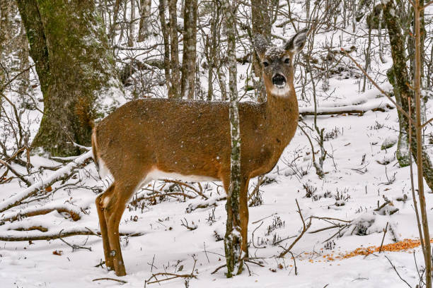 istock white tail deer in the mountains winter season 1473798575