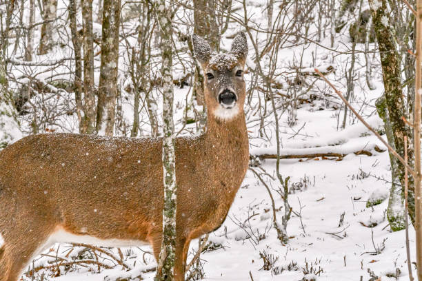 istock white tail deer in the mountains winter season 1473799560