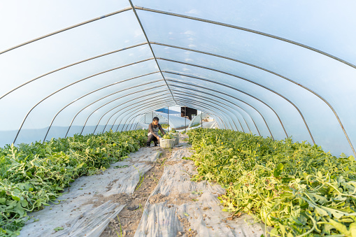 A male farmer harvests ripe watermelon in a greenhouse
