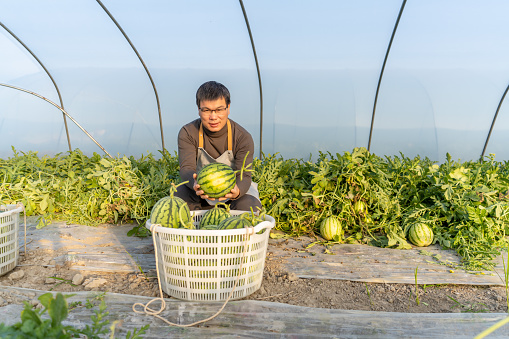 A male farmer displays ripe watermelon in the greenhouse