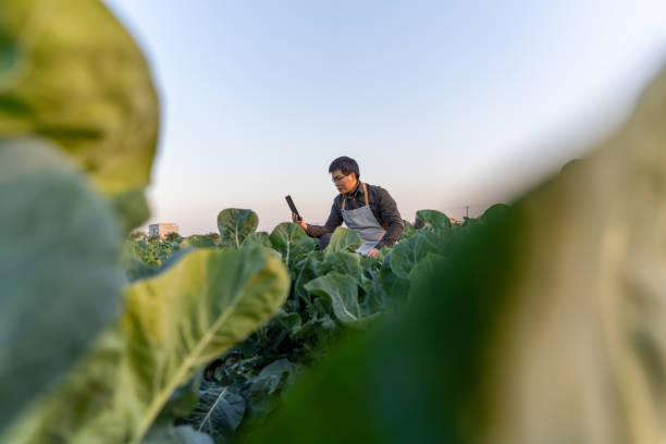 istock A male farm worker is working in the vegetable plantation at dusk with a tablet computer 1473802289