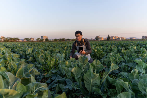 istock A male agricultural technician works in the vegetable base with a tablet computer 1473802301