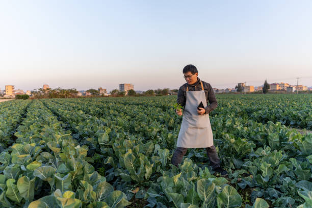 istock A male agricultural technician works in the vegetable base with a tablet computer 1473802327