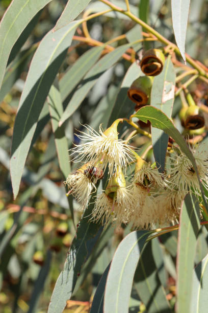 istock white eucalyptus flowers in bushland 1473802742