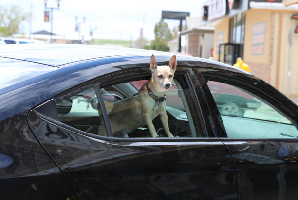istock A dog in the car 1473804742