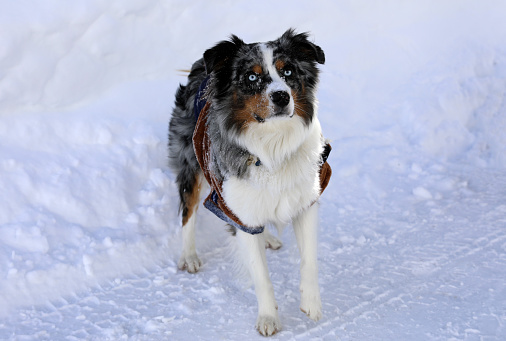 An Australian shepherd dog is enjoying the snow