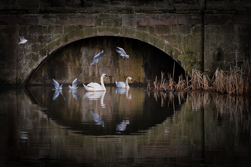 mute swans, gulls, coots on lake under Wedgwood bridge, Staffordshire