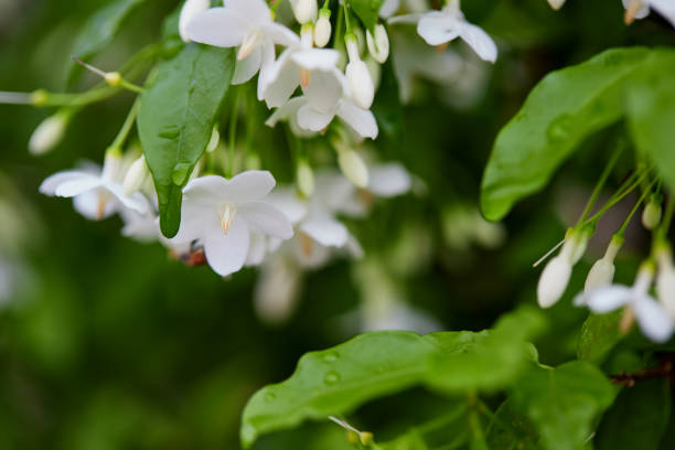 istock Bunch of   Wrightia religiosa Benth flower in bloom 1473806425