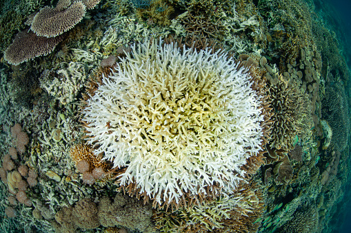 A coral colony has bleached due to high sea temperatures near Flores, Indonesia. This tropical region harbors extraordinary marine biodiversity.