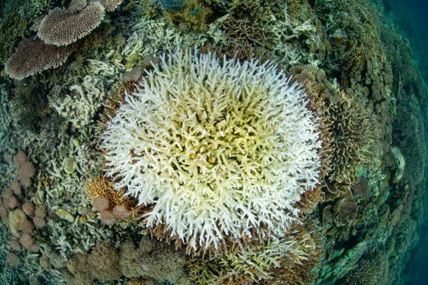 Photo of Bleached Coral Colony on Reef in Pacific