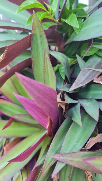 istock Purple green plants 1473807817
