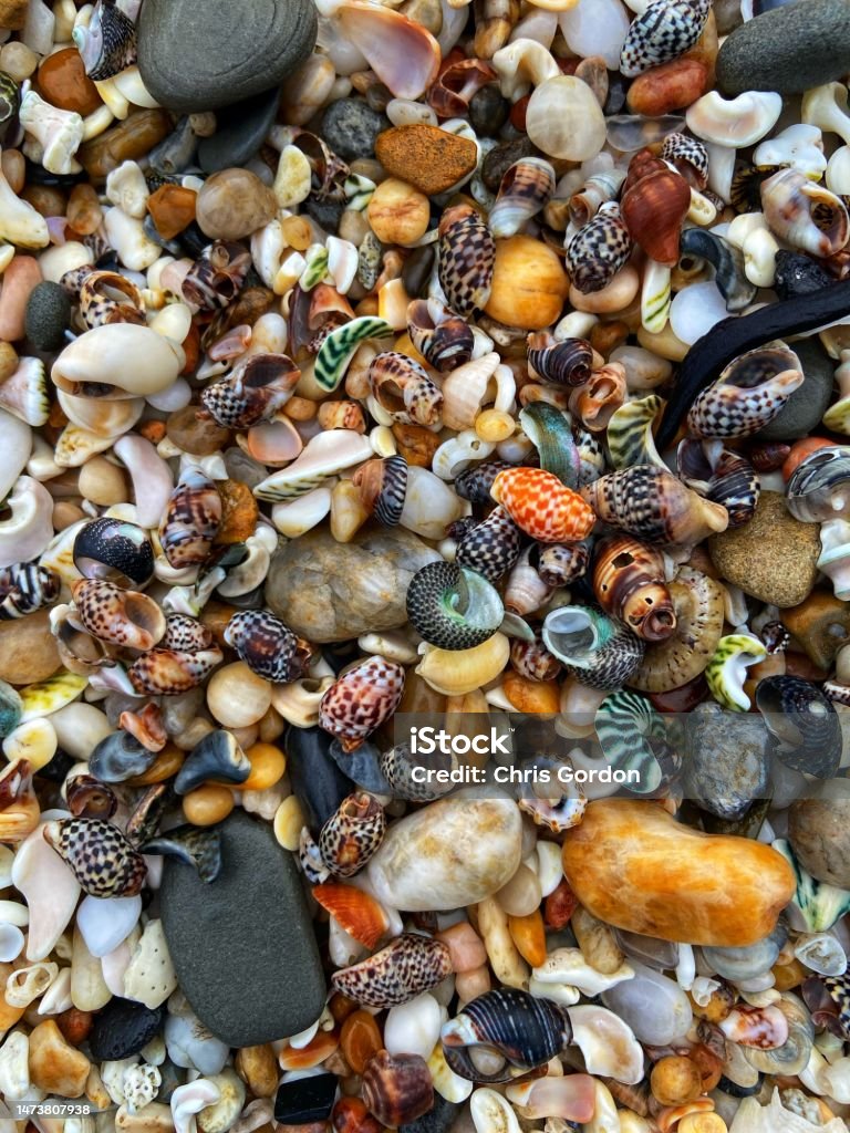 Abstract shells on beach Abstract Stock Photo
