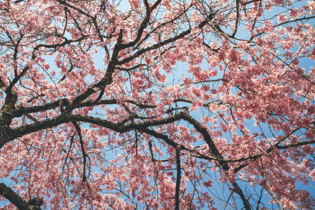 istock Vibrant Cherry Blossom in Tenryu ji Temple 1473808893