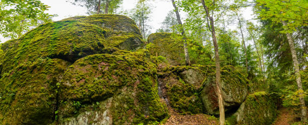 istock Rocks cliffs covered with moss among trees in the forest, Park Mon Repos, Vyborg, Russia 1473811996