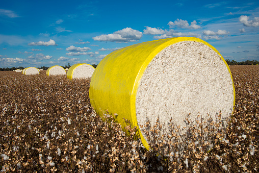 a long row of freshly baled cotton in Western N.S.W. AUSTRALIA.