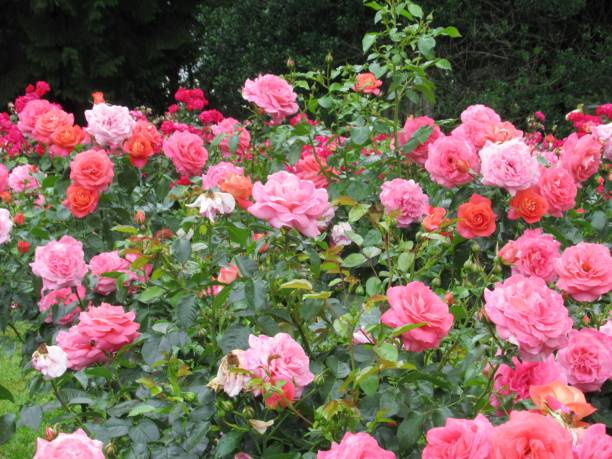 istock Beautiful Bright Closeup Pink Roses Blooming In Summer 1473816598