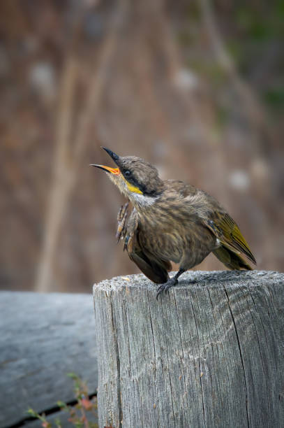 istock Yellow Faced Honeyeater (Caligavis chrysops) 1473818814