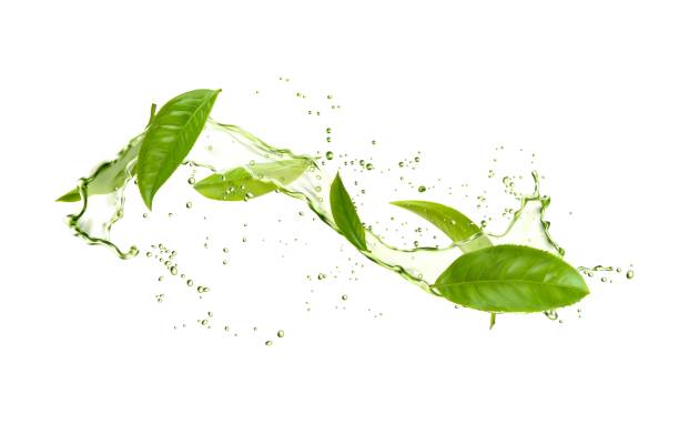 realistyczny plusk herbaty ziołowej, zielone liście, woda - herbata odchodzi stock illustrations