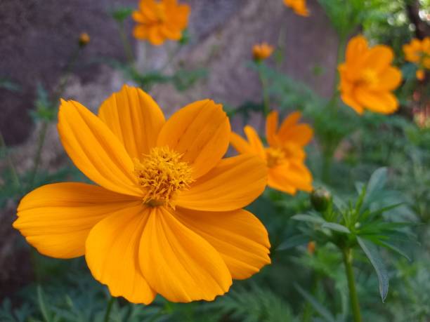 istock Kenikir flowers 1473819135
