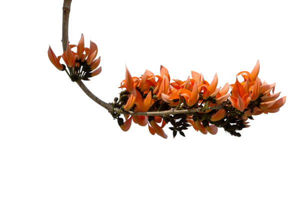 istock Butea monosperma flower isolated on white background 1473819231