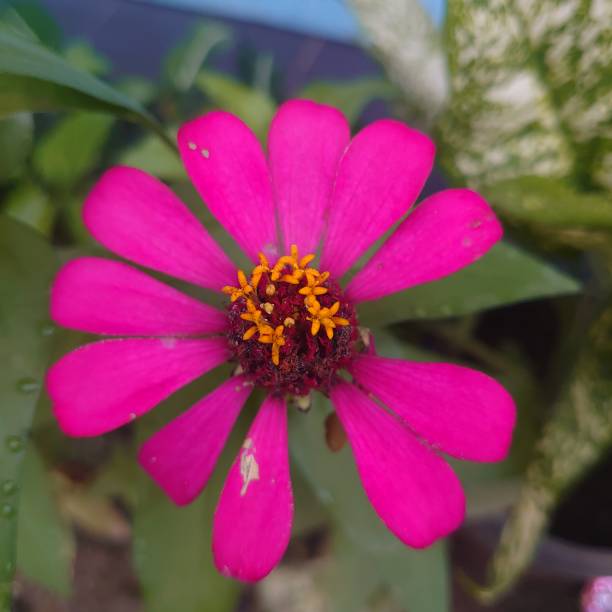 istock a beautiful flower that blooms beautifully 1473820985