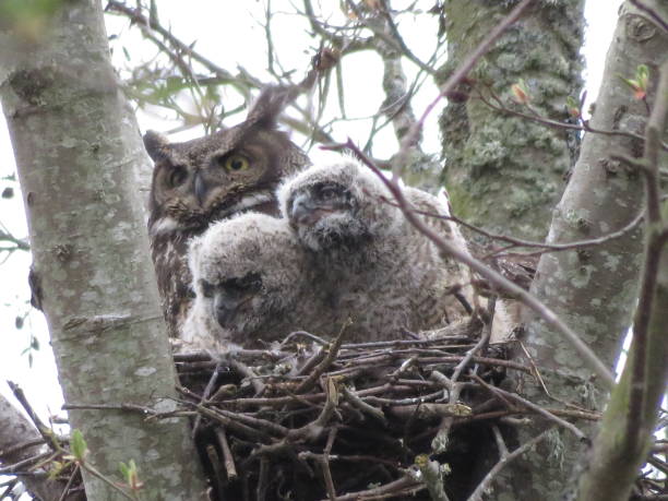 istock Great Horned Owl Nest 1473821357