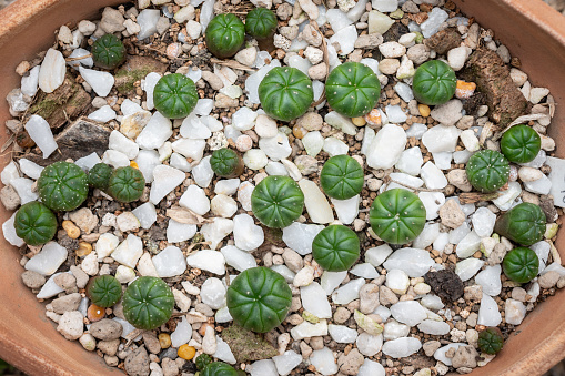 Astrophytum are known for their beautiful growth habit and unusual shape sometimes known as 