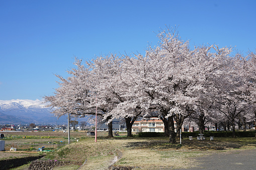 Beautiful cherry blossom blooming in the Public park and view of Azuma mountain background in Fukushima city of Japan.