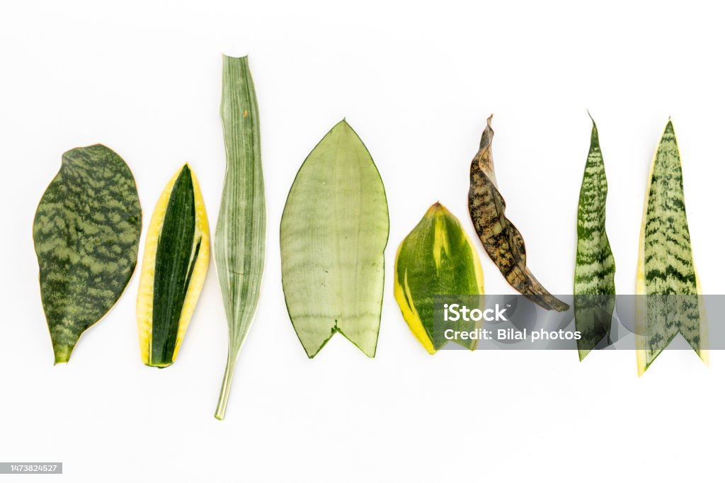 Mix varieties Snake plant leaves isolated on white background Close-up Stock Photo