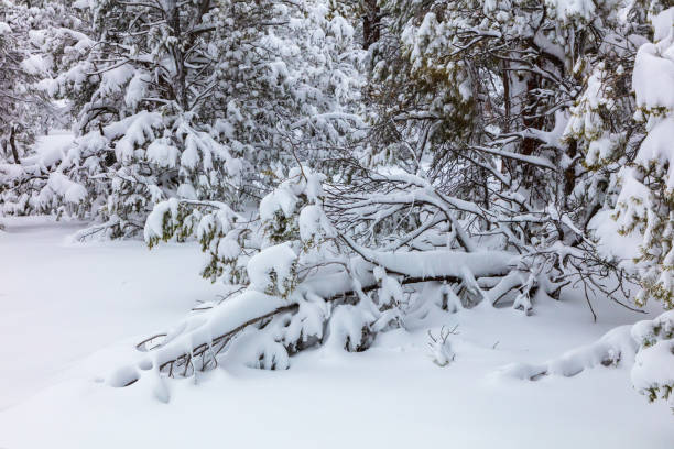 Trees and branches covered in snow at Grand Canyon. Soft blanket of snow covers the foreground.