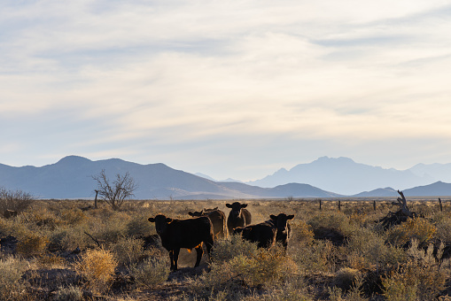 Cows, Desert, Mountain Range, Sunset, Landscape, Scenic