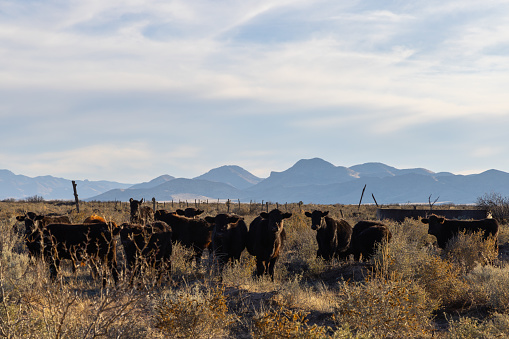 Mountain Range, Desert, Cows, Sunset, Landscape, Scenic