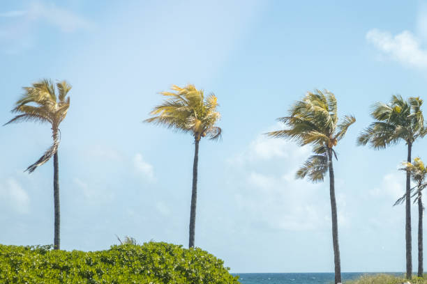 istock Palm Trees in the Tropics 1473829550