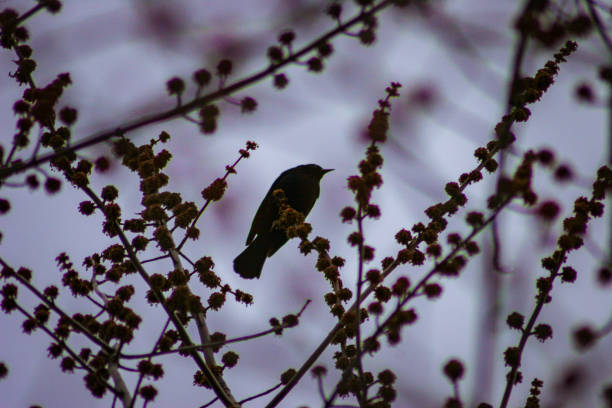 istock Blackbird in a dead flowering tree 1473830631