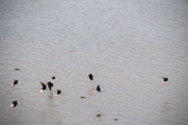istock A flock of birds 1473834625