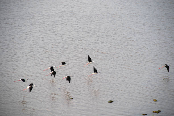 istock A flock of birds 1473834626