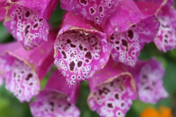 Close up view of lady’s glove fox glove blossoms.
