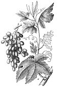 istock Grapes illustration 1894 1473836671